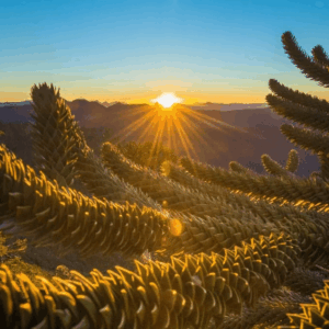 Bosque Surfaris Raices del Mar (compensa tu huella de Co2)